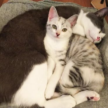 いのちつないだ