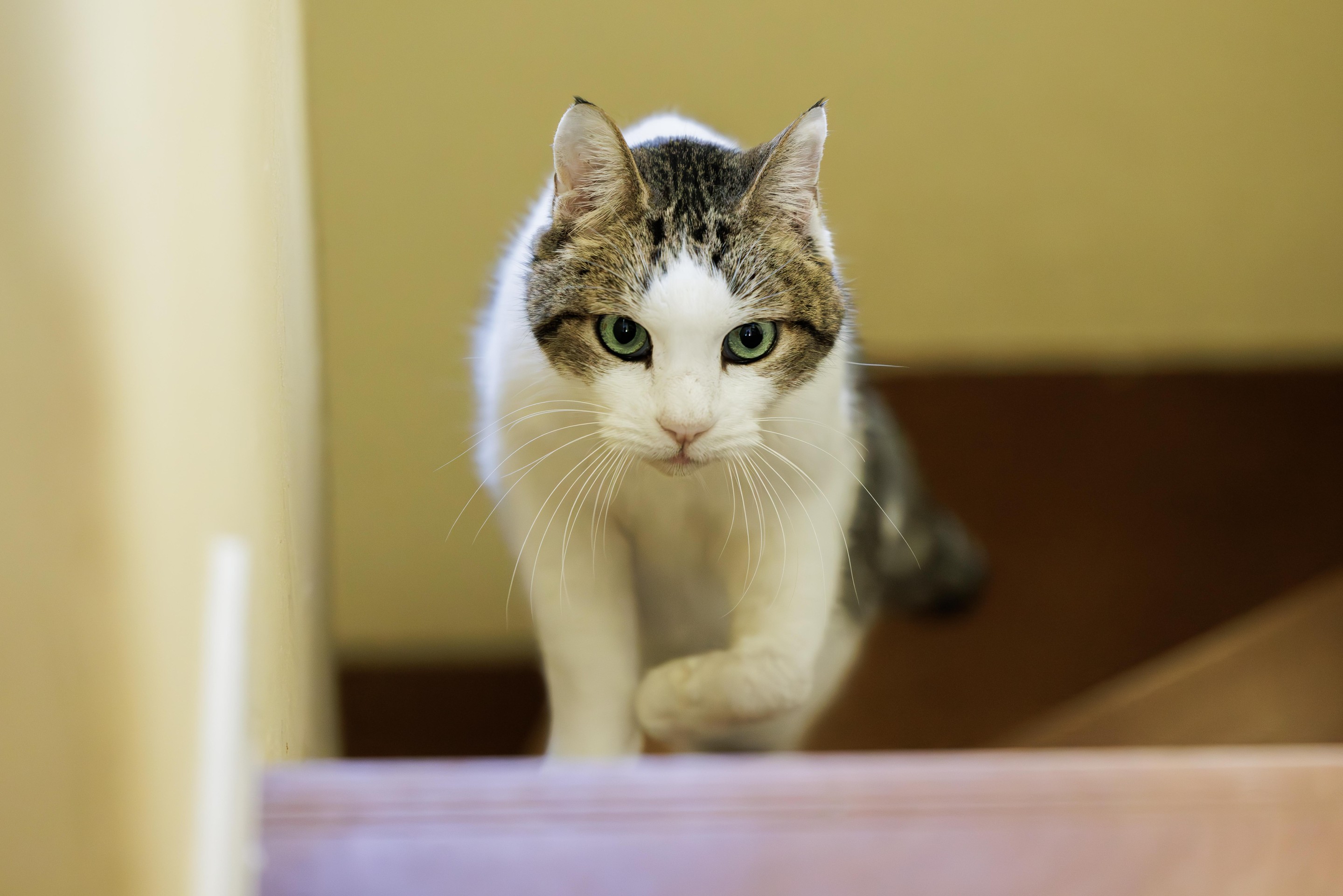 外が嫌いな元自由猫