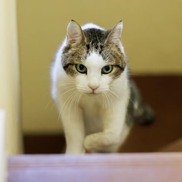 外が嫌いな元自由猫