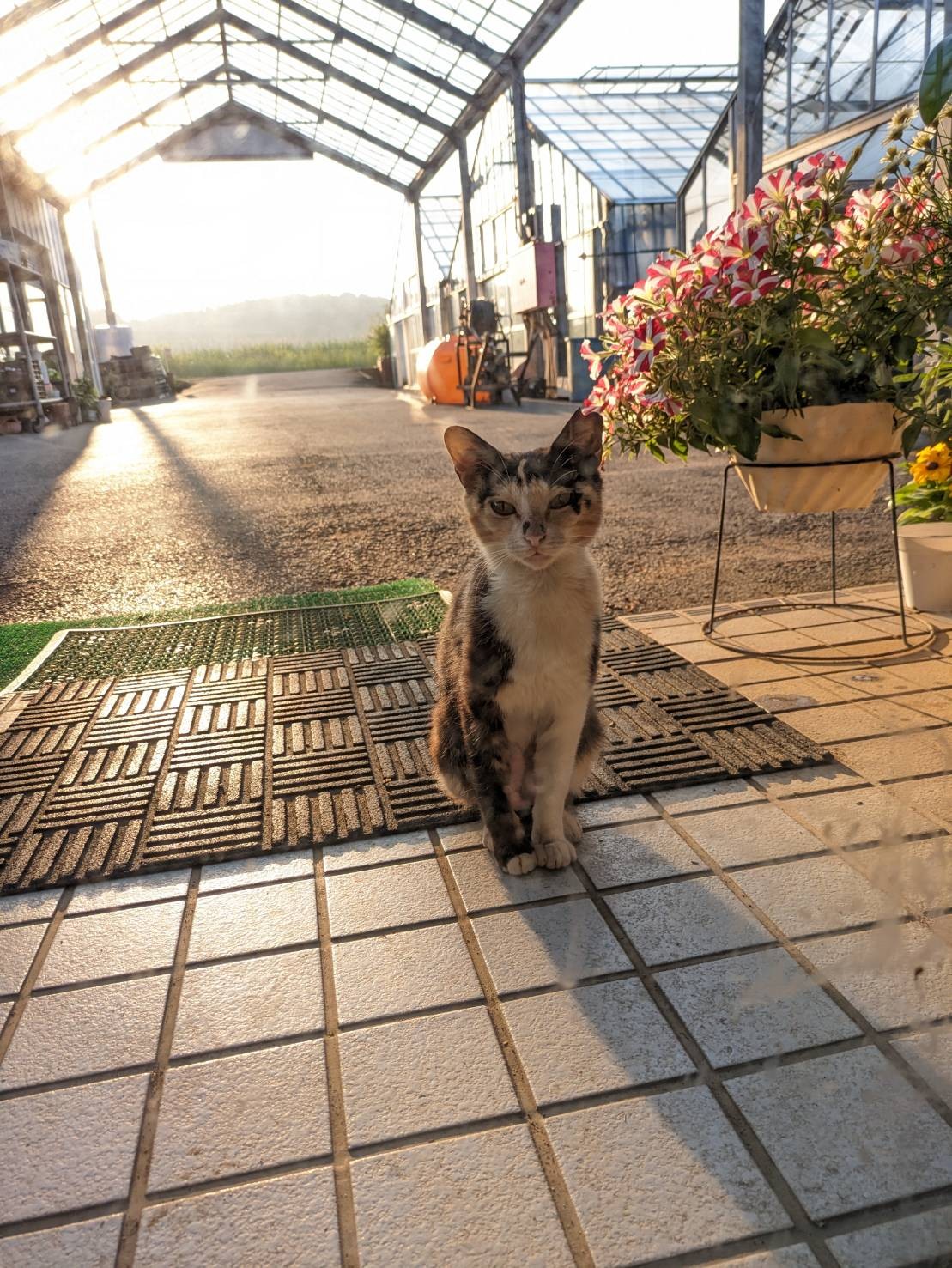 地域猫としてみんなの愛をうけて。