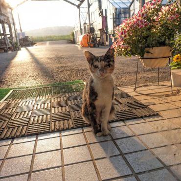 地域猫としてみんなの愛をうけて。