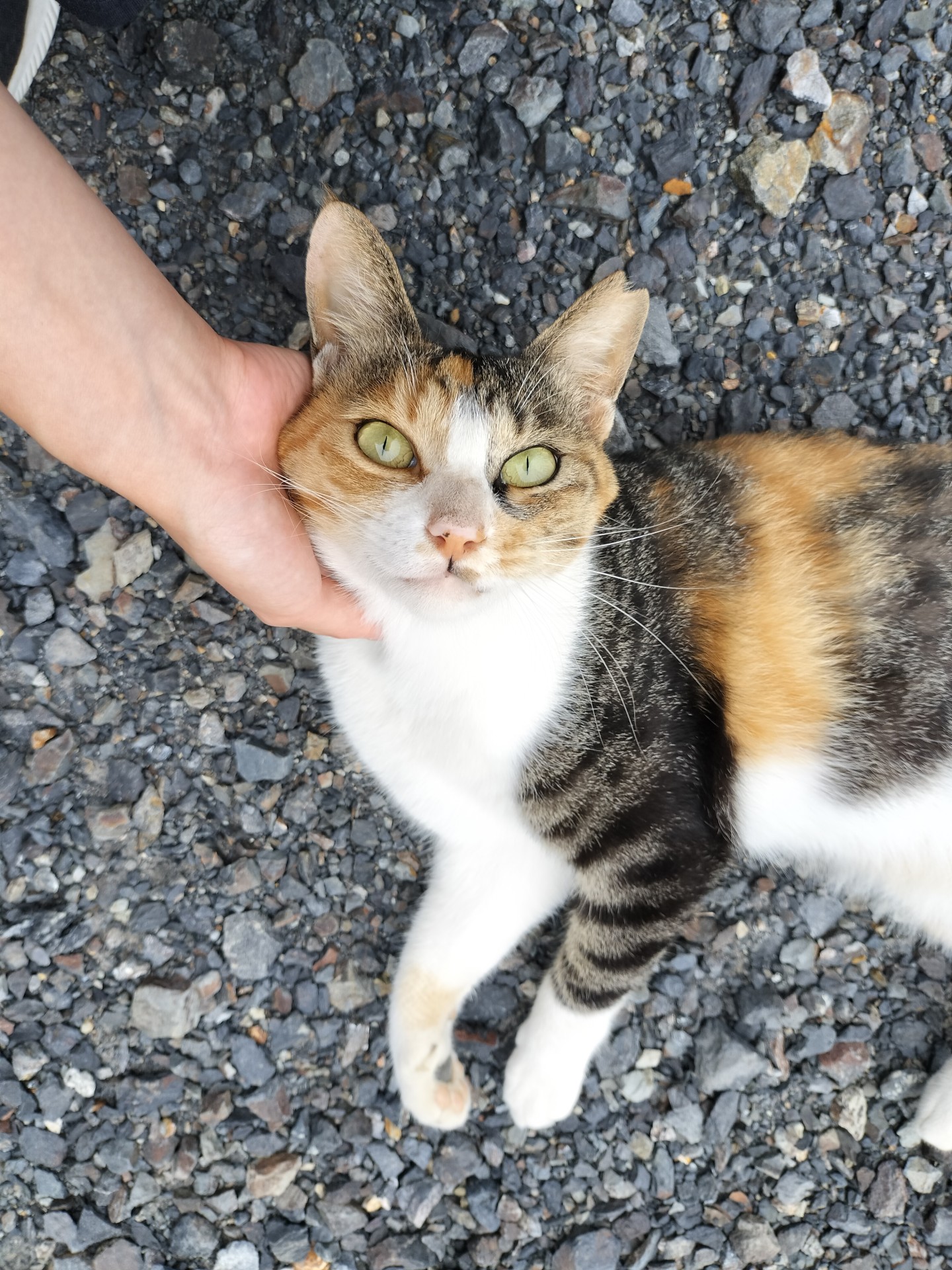 美人さん