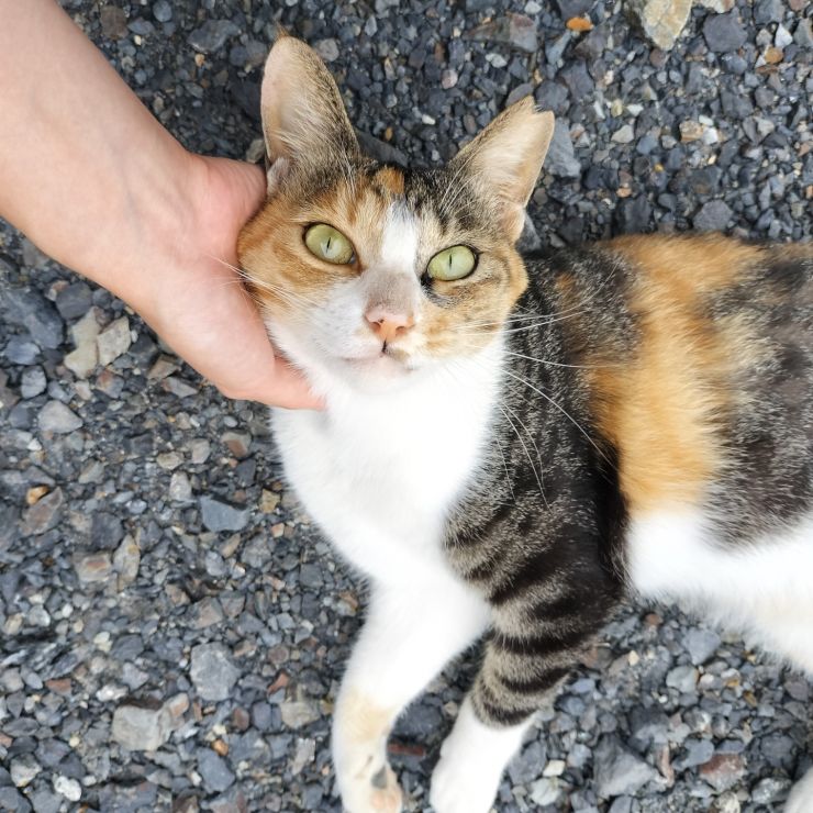 美人さん