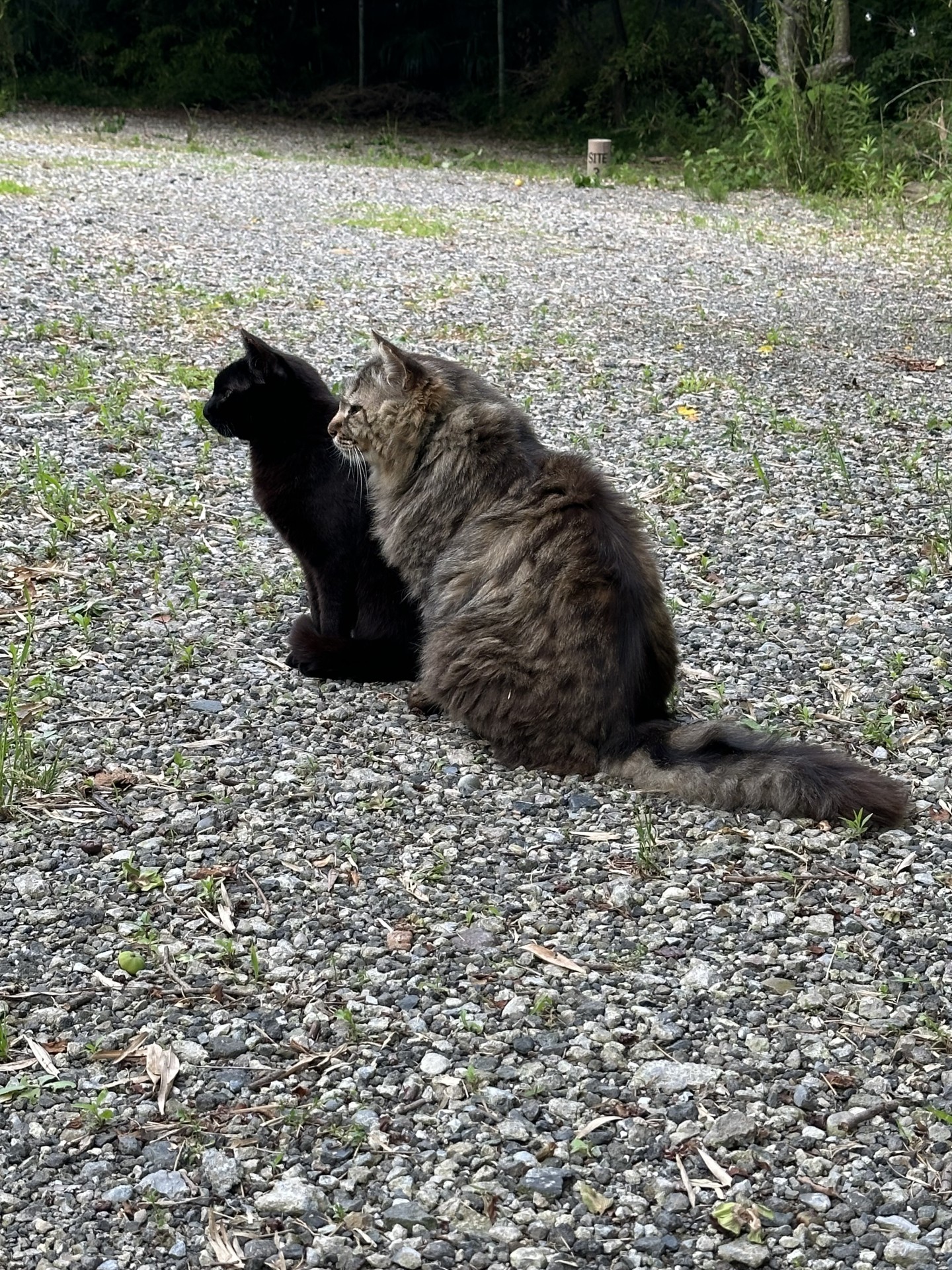 ごはんまだかな