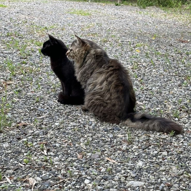 ごはんまだかな