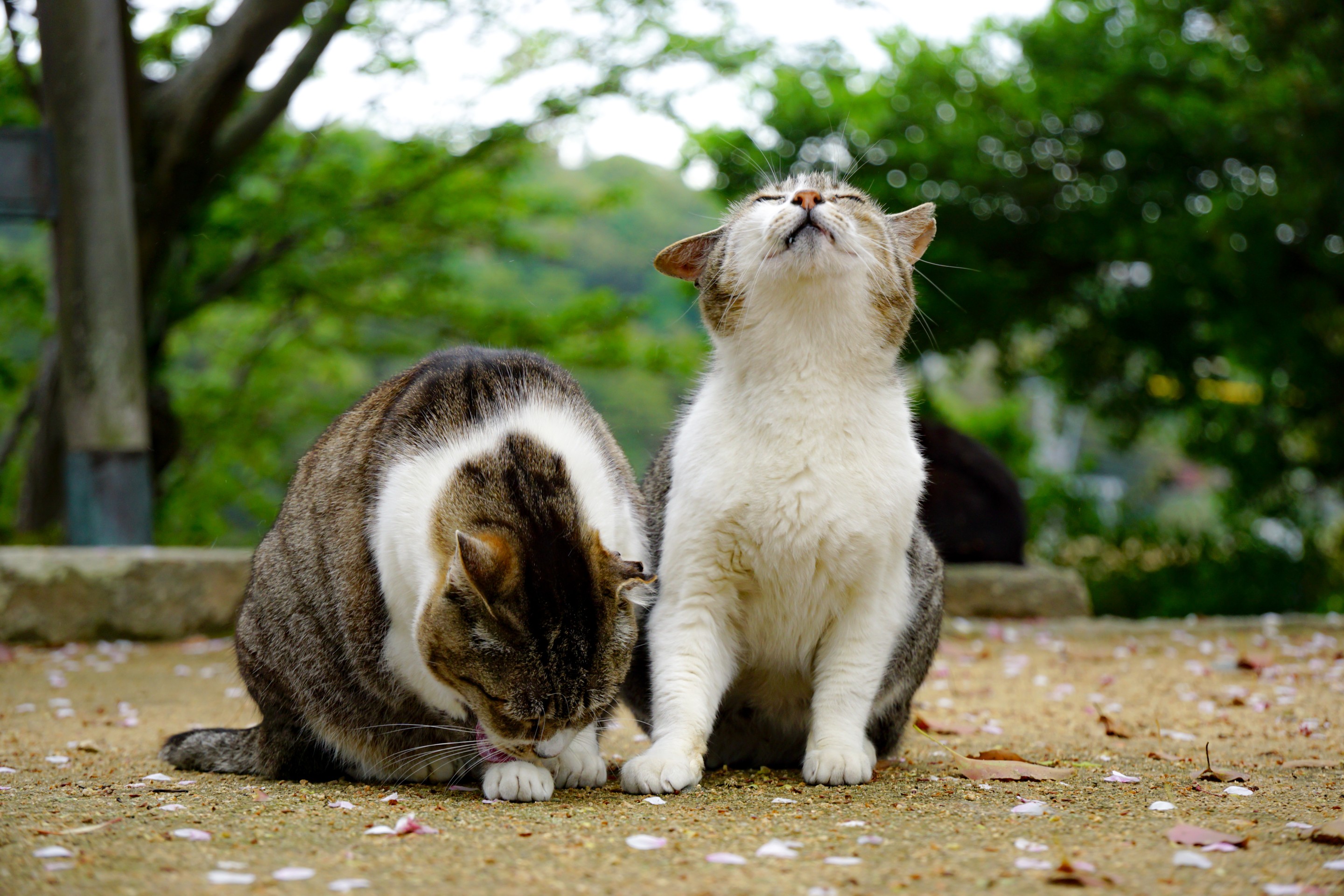 上がり下がり