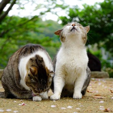 上がり下がり