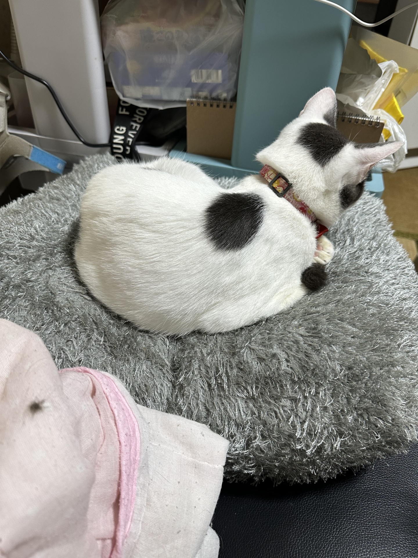 お気に入りのクッション
