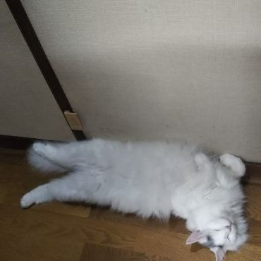 リラックスを極める