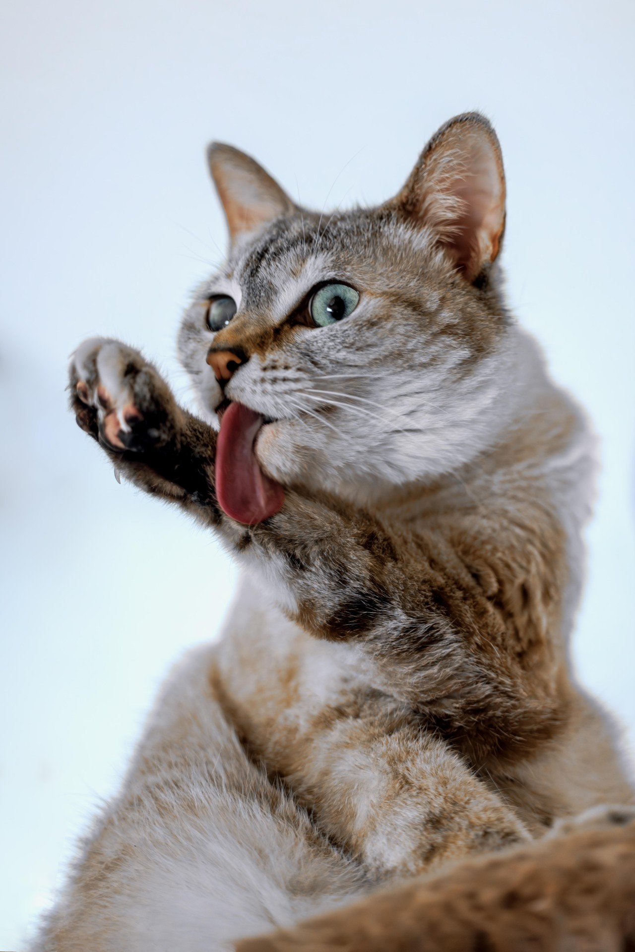 私の猫パンチを味わってみる？
