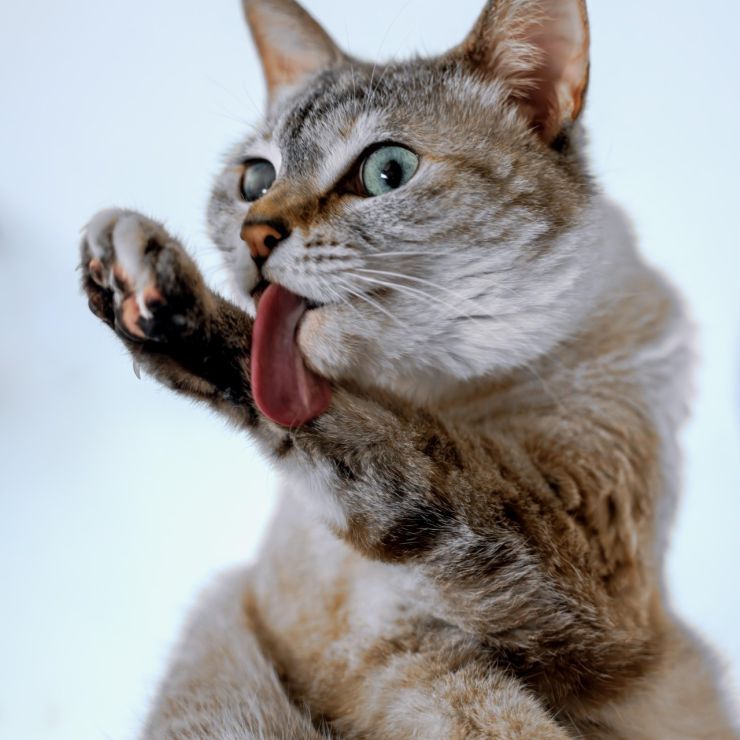 私の猫パンチを味わってみる？