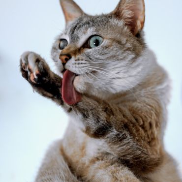 私の猫パンチを味わってみる？
