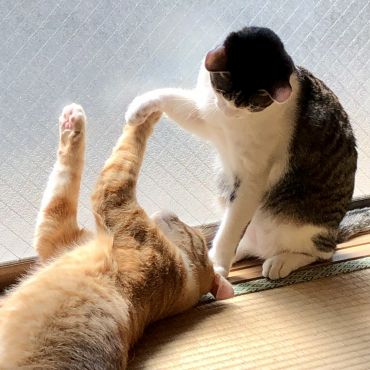 ふたりはなかよし