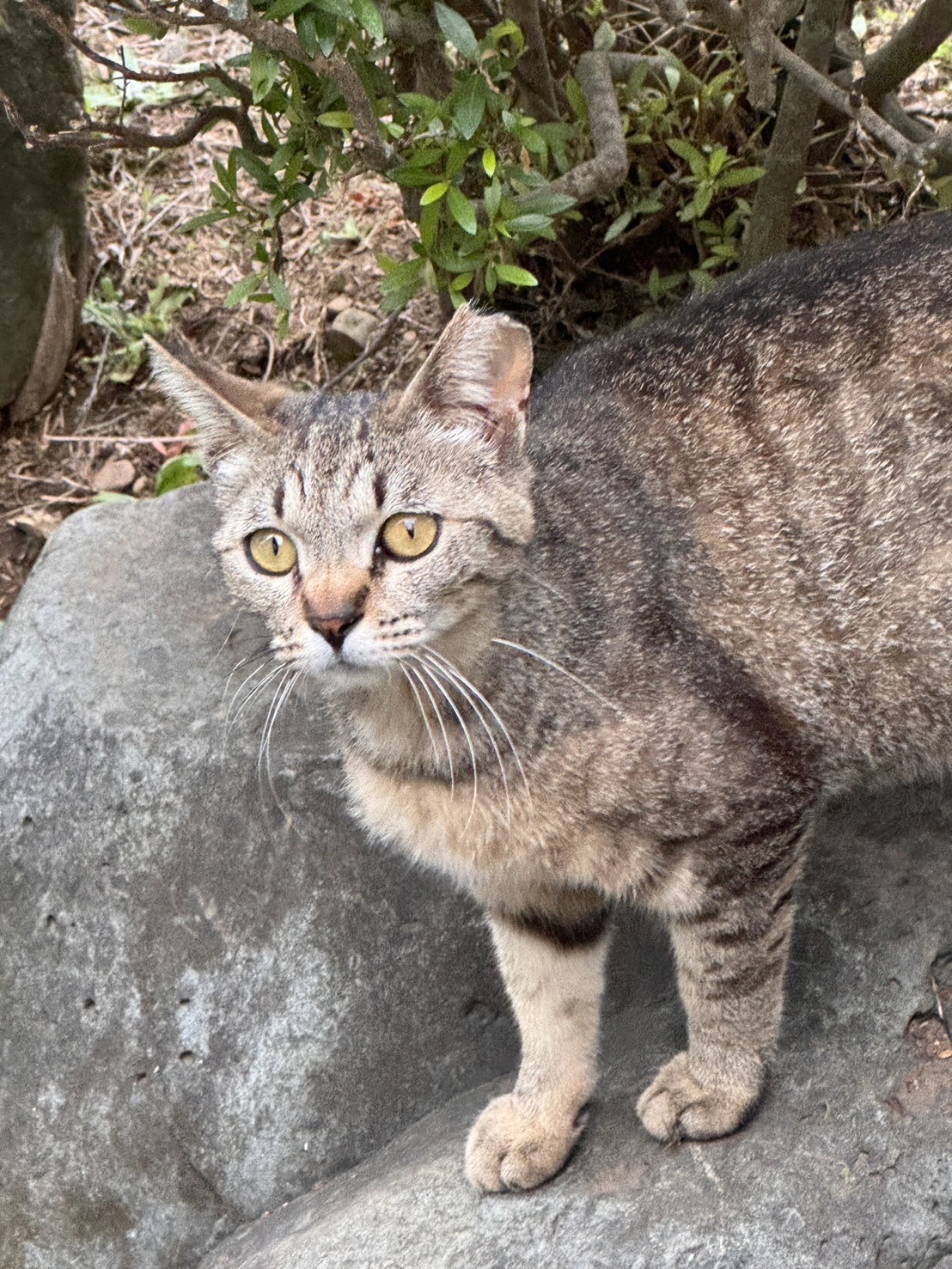 頑張って生きるニャン