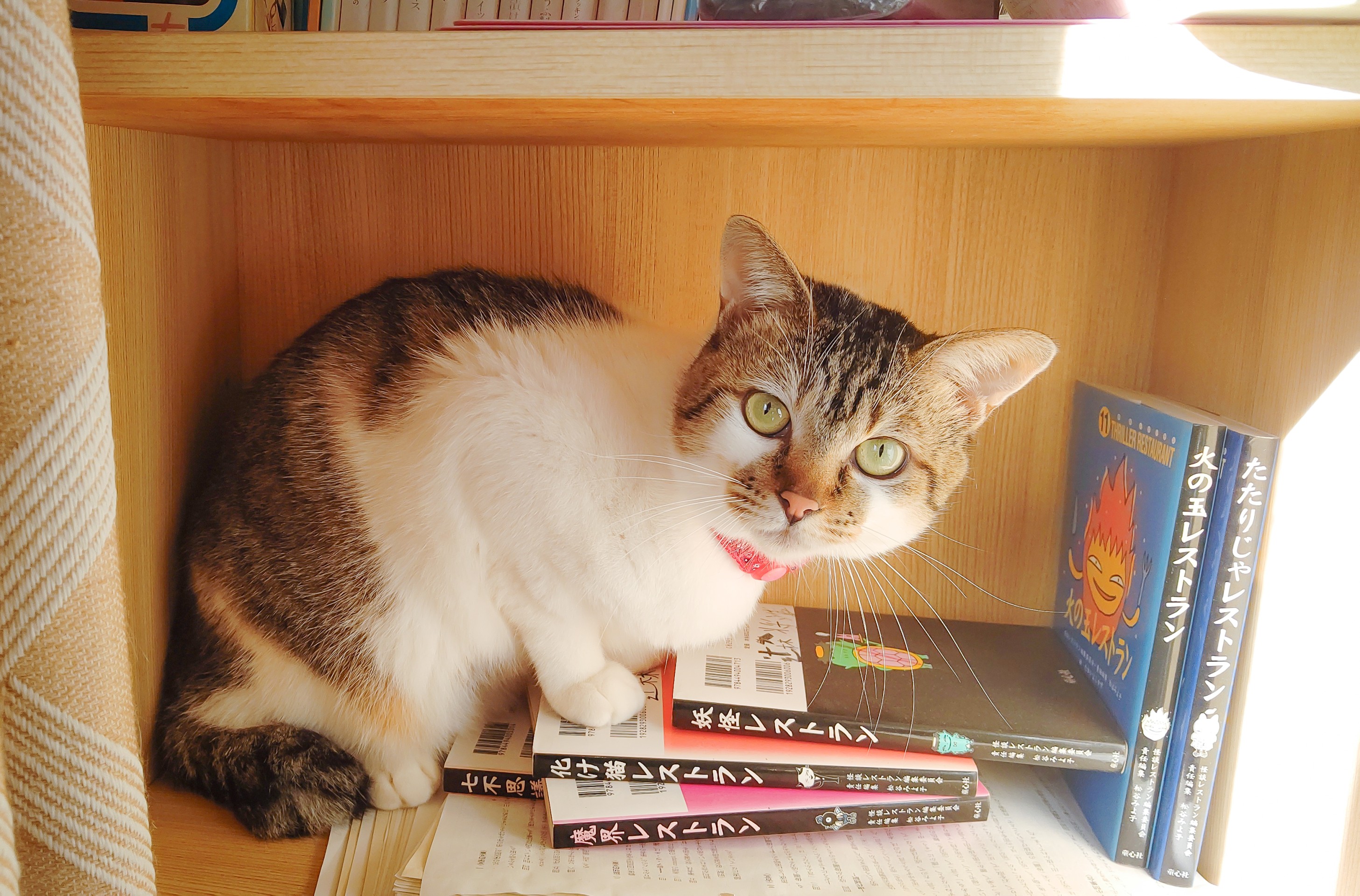 ひみつきち！