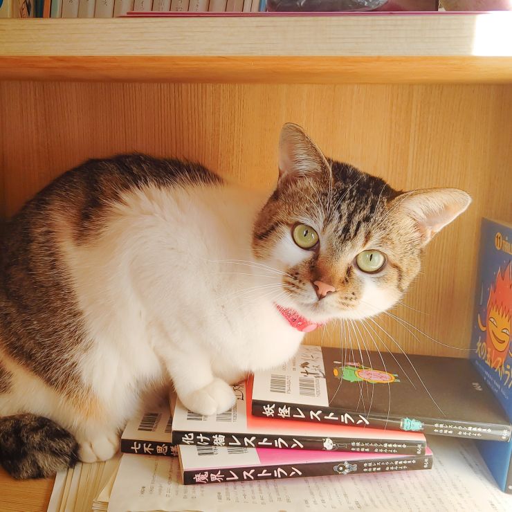 ひみつきち！