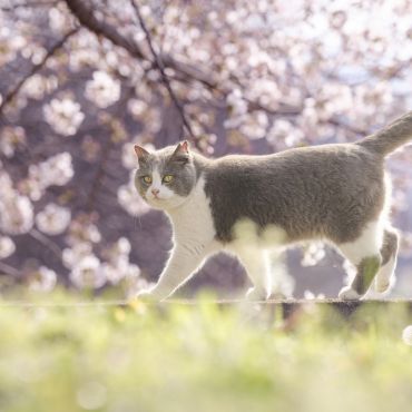 サクラ散歩
