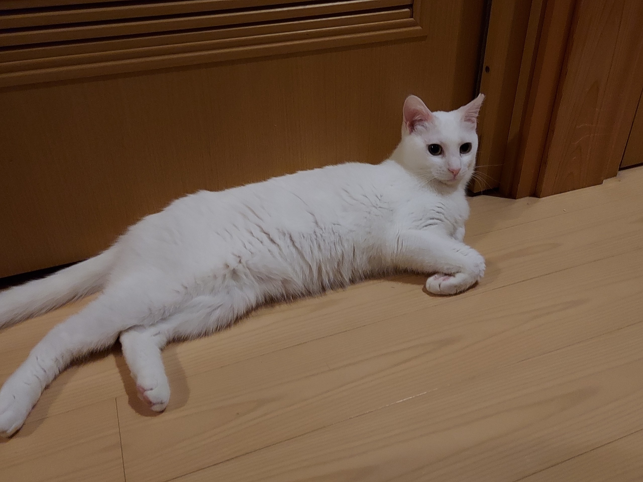 崩壊現場からやって来たユキミちゃん