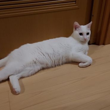 崩壊現場からやって来たユキミちゃん