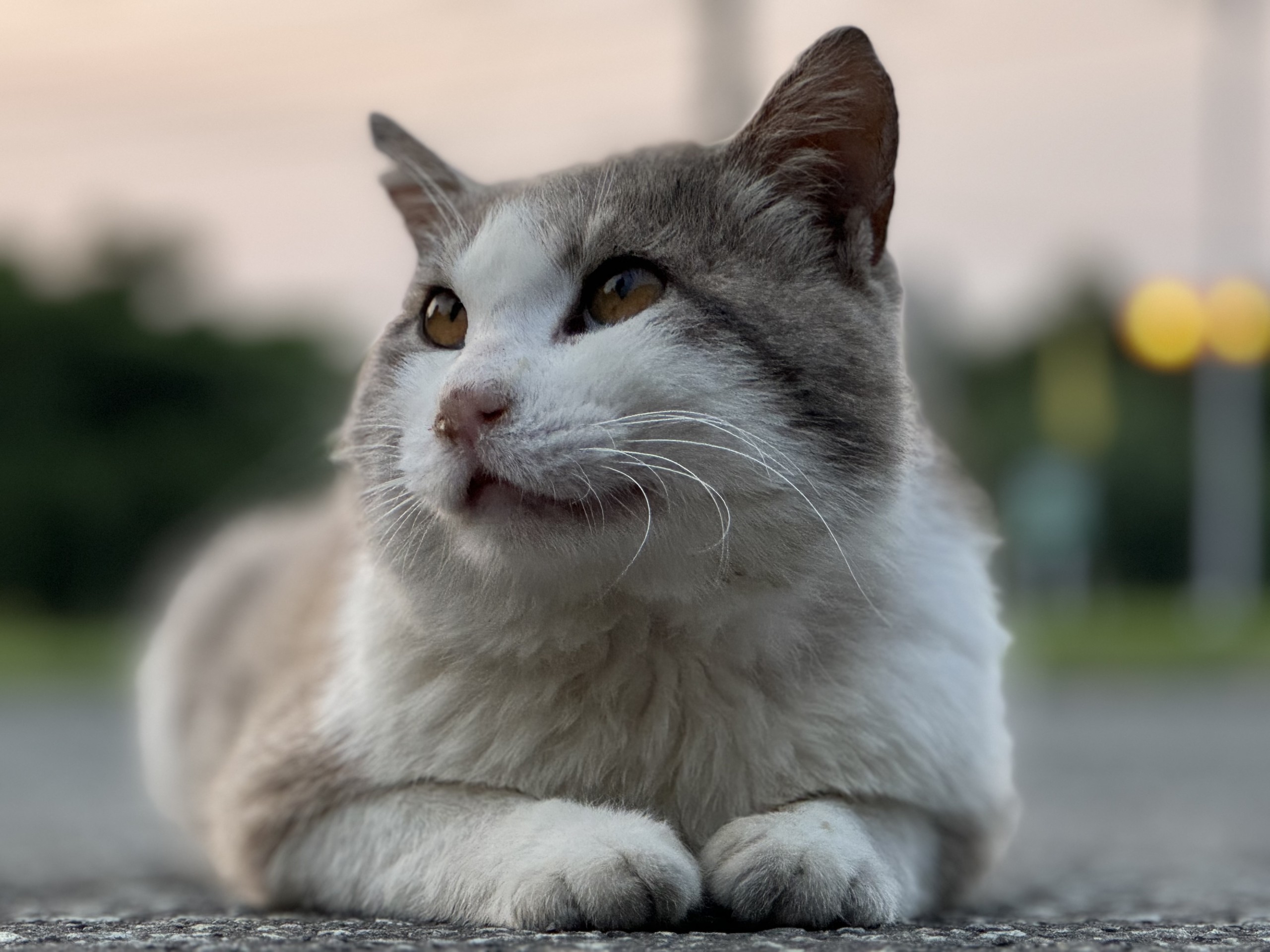 美猫発見！