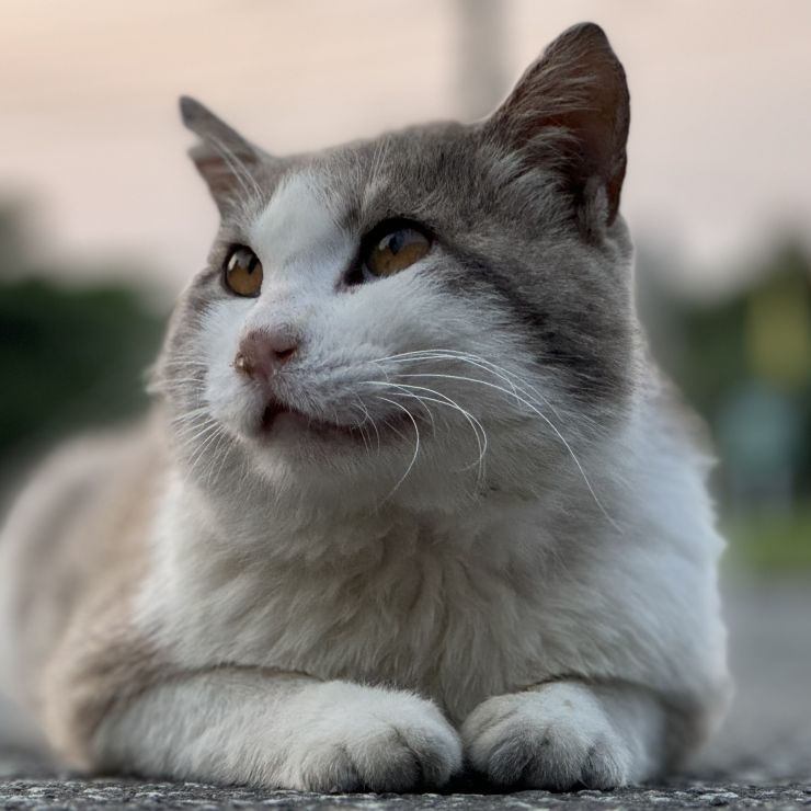 美猫発見！