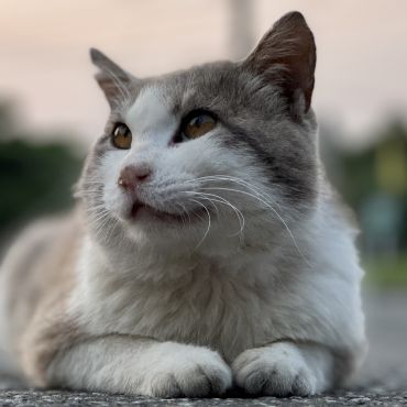 美猫発見！