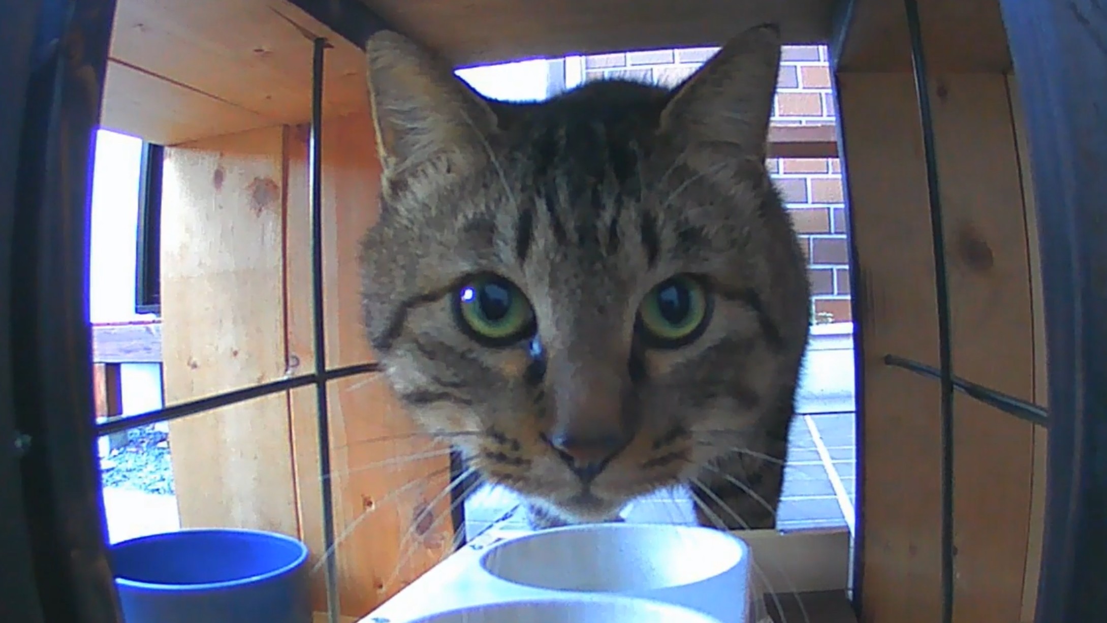 地域猫の箱食堂？