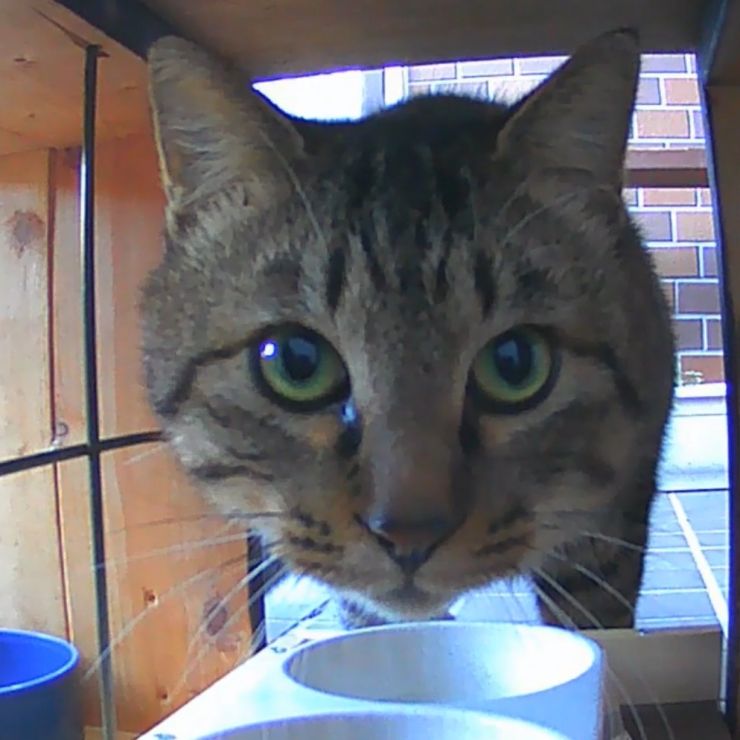 地域猫の箱食堂？