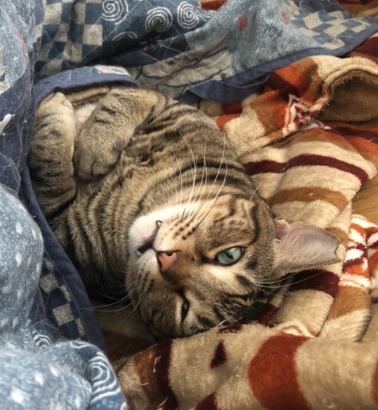 僕は桜猫、今は家猫。こたつデビューにゃ〜。