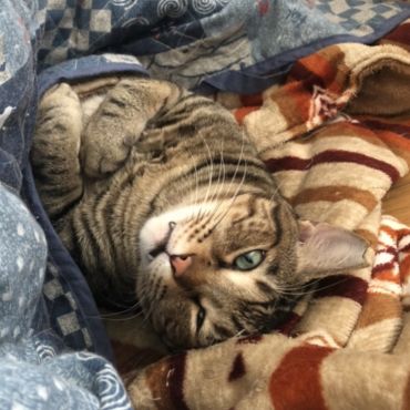 僕は桜猫、今は家猫。こたつデビューにゃ〜。
