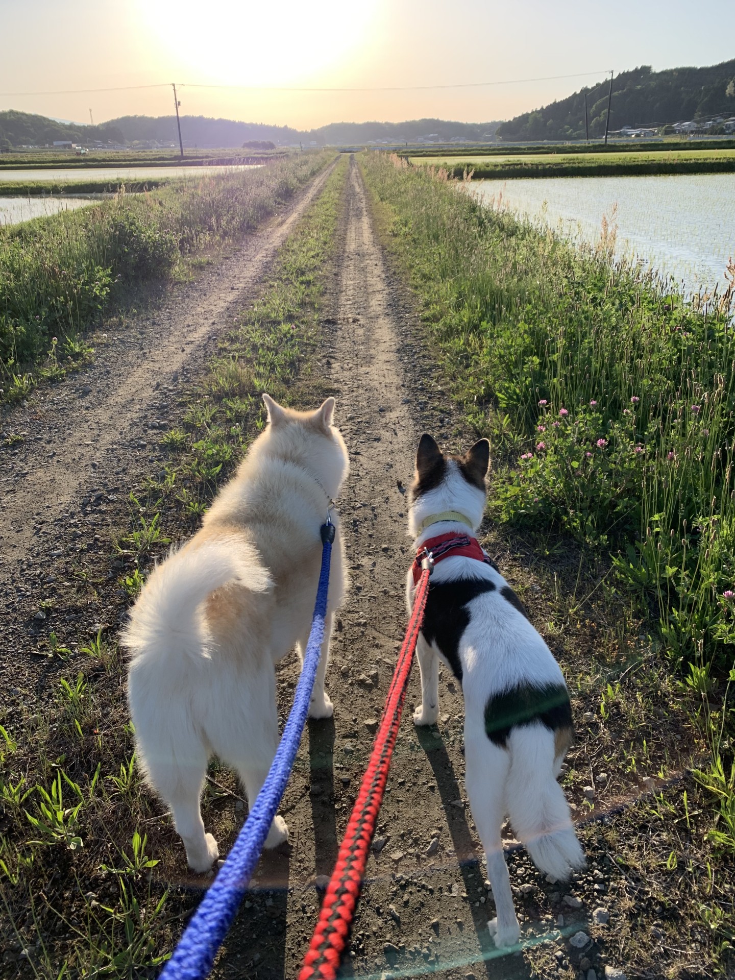 のんびり夕方のお散歩