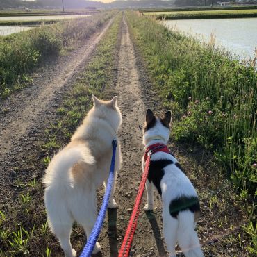 のんびり夕方のお散歩