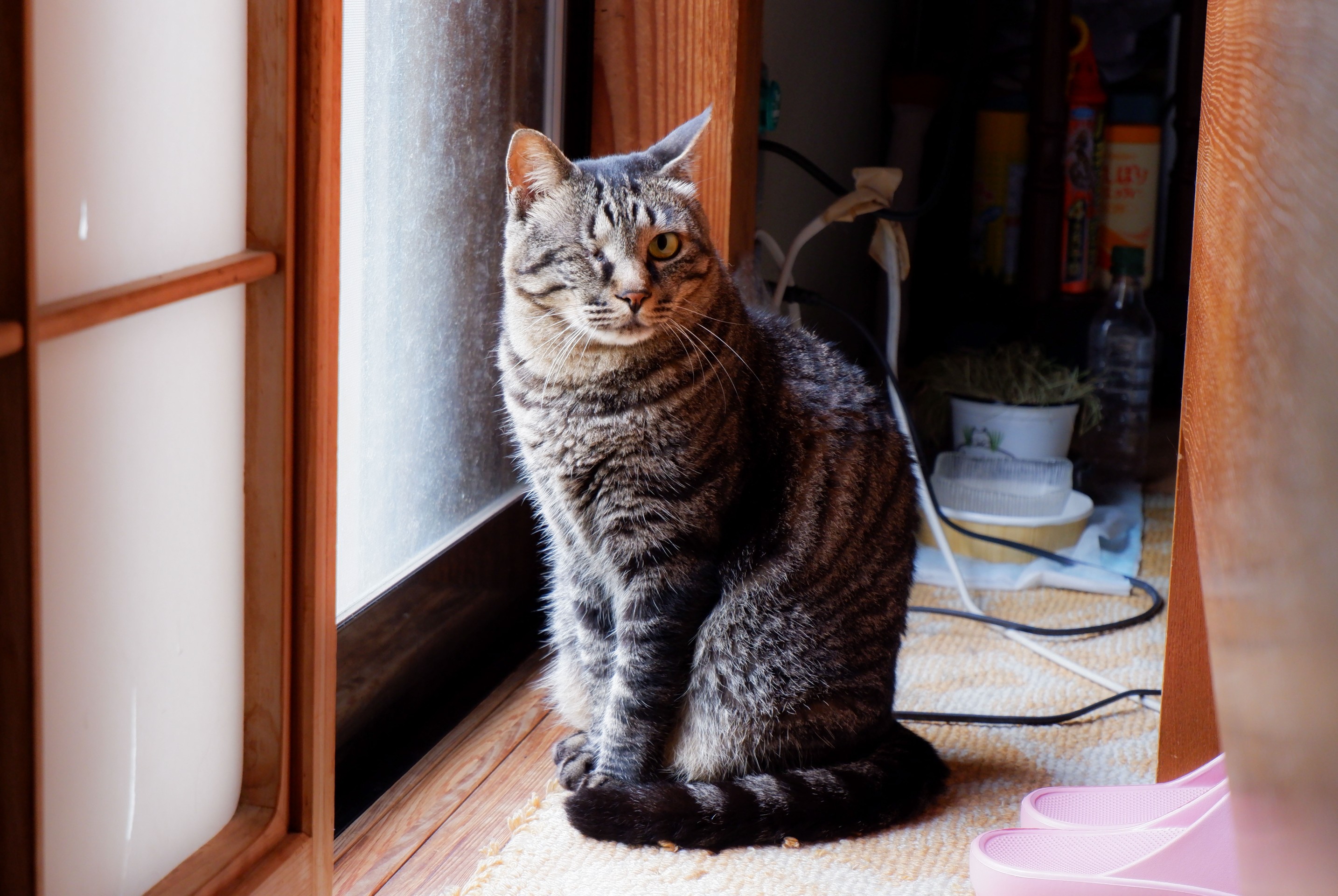 ウインク猫