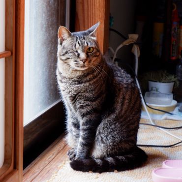 ウインク猫