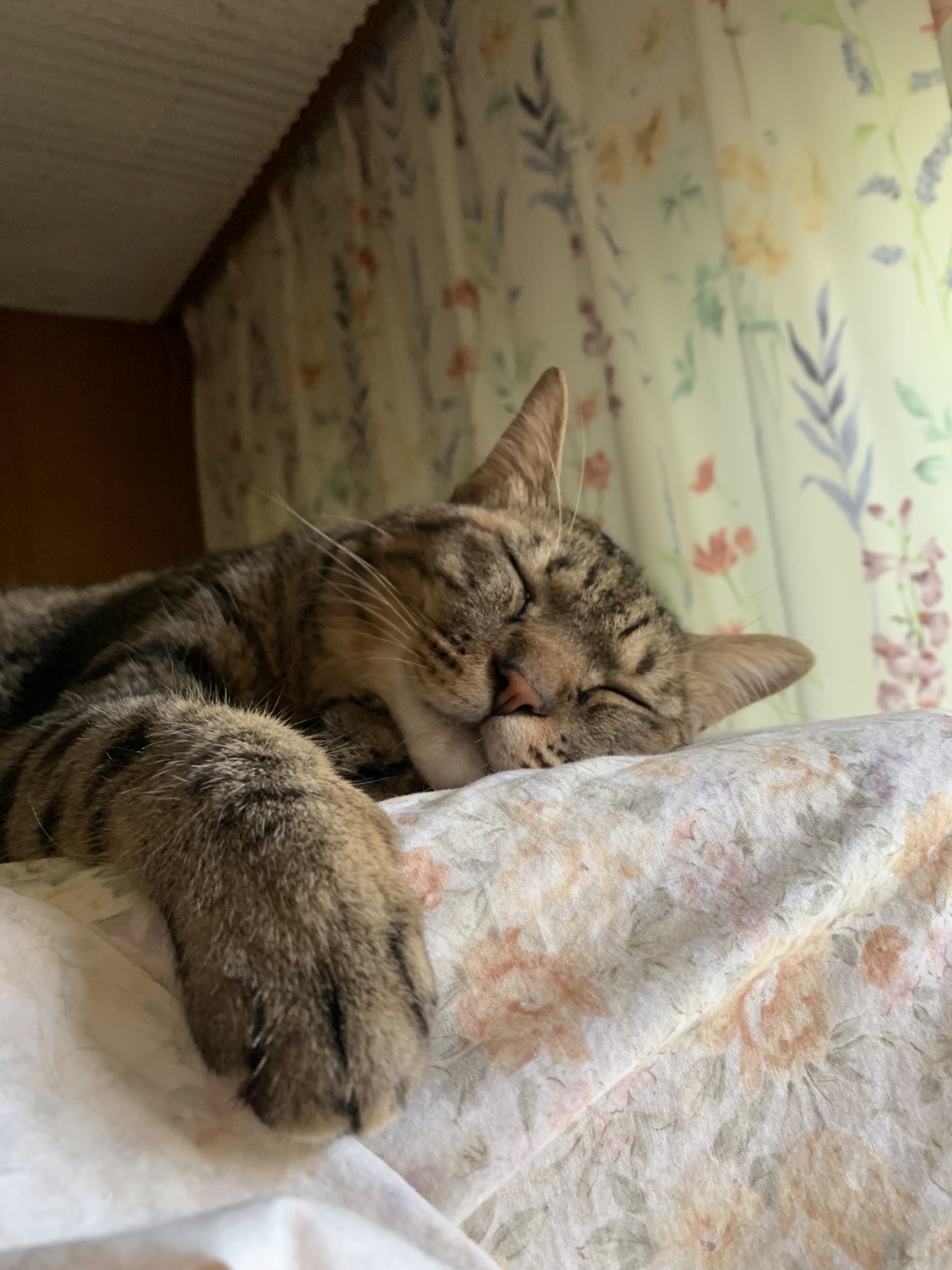 すやすや
