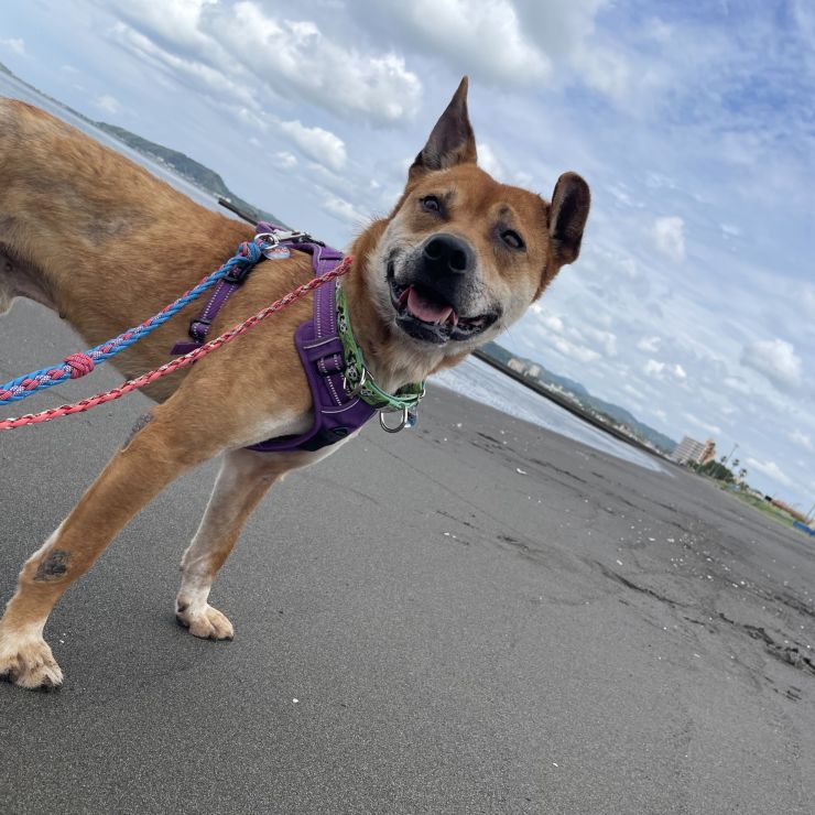 はじめての海