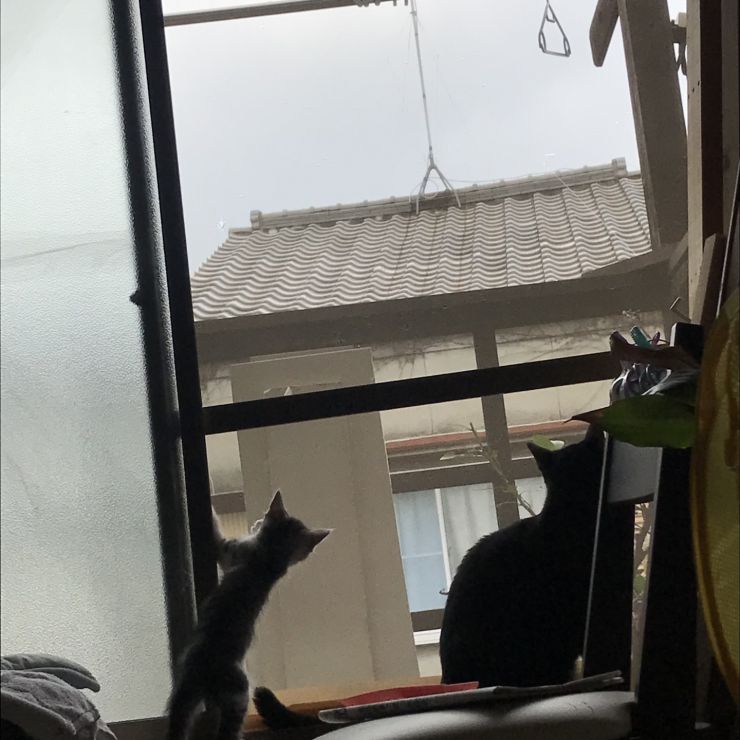 妹を受け入れた日