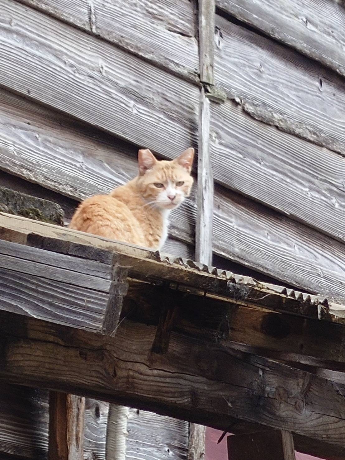 空き家に住み着いている猫