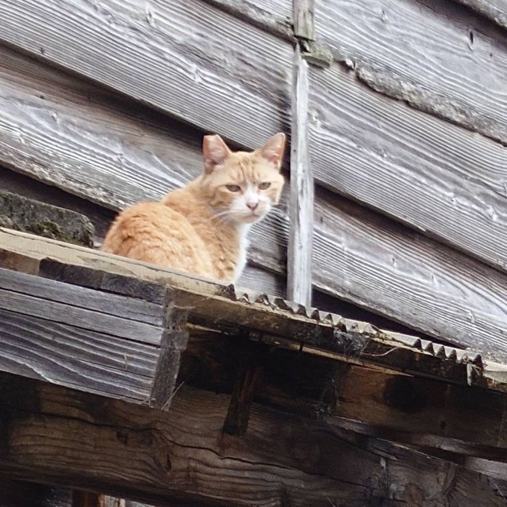 空き家に住み着いている猫