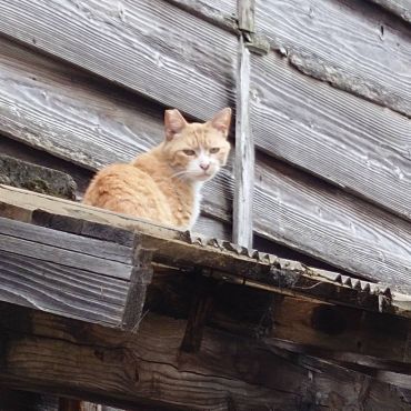 空き家に住み着いている猫