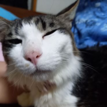 元気になりました