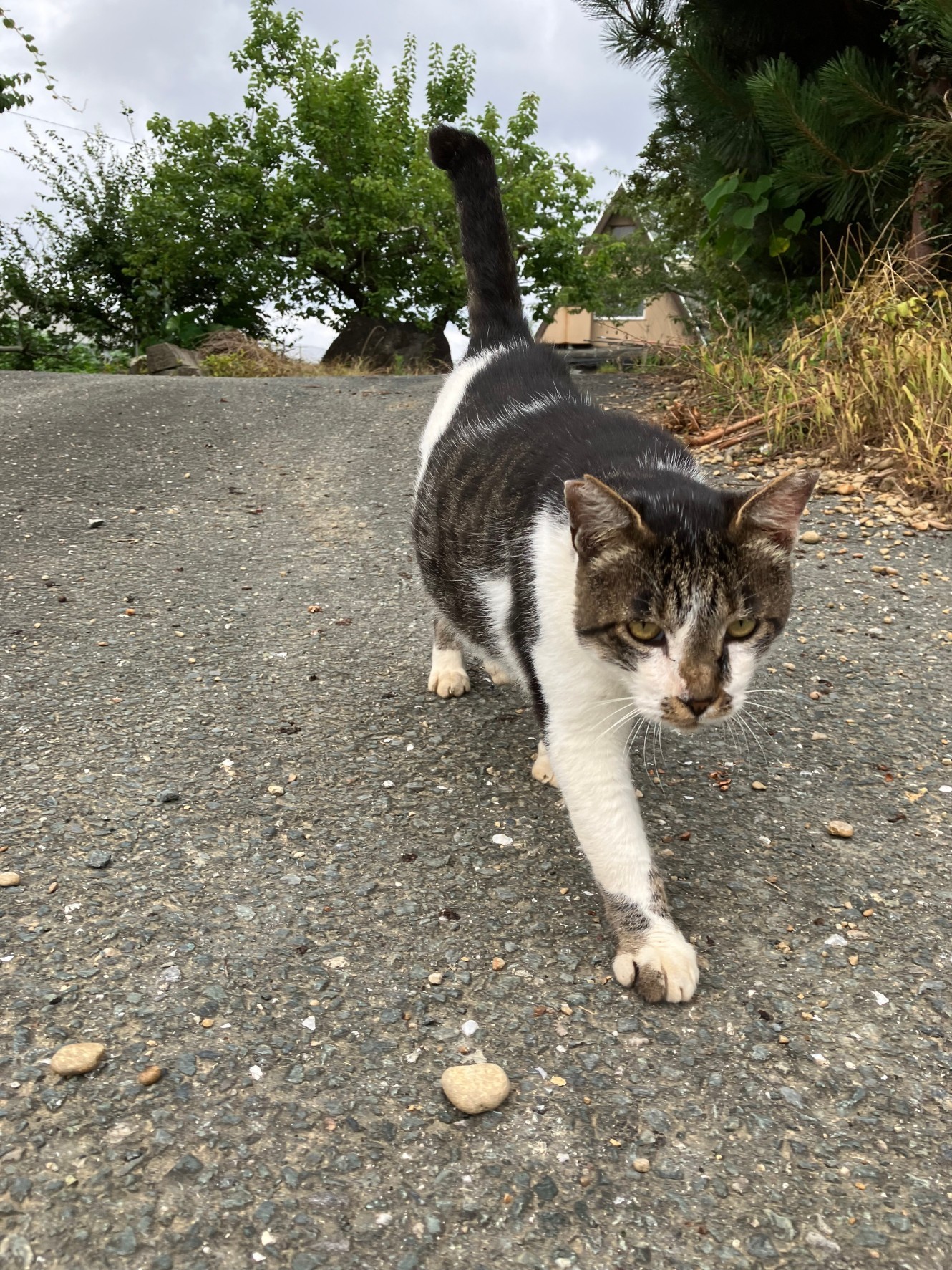 ご飯下さい
