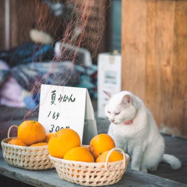 みかん売りのにゃんこ