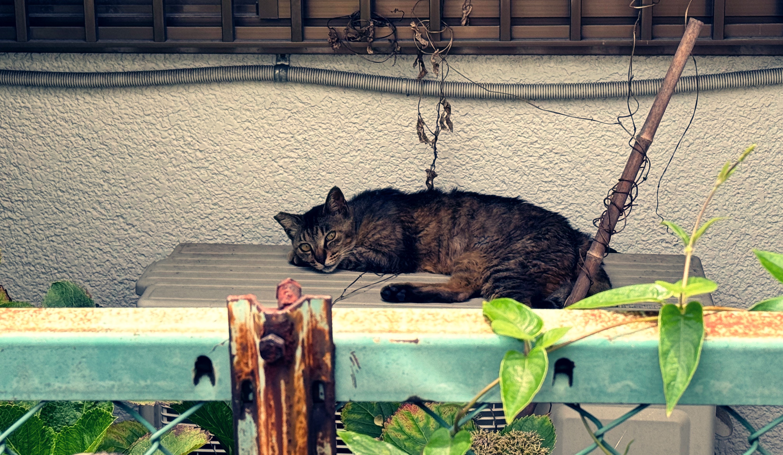 お外の猫さんです。のんびりまったりと過ごしているように見えますか？