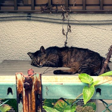 お外の猫さんです。のんびりまったりと過ごしているように見えますか？