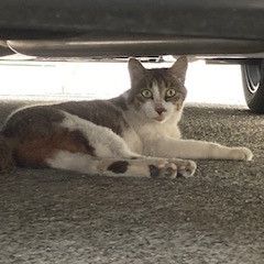 これからお世話になります。
