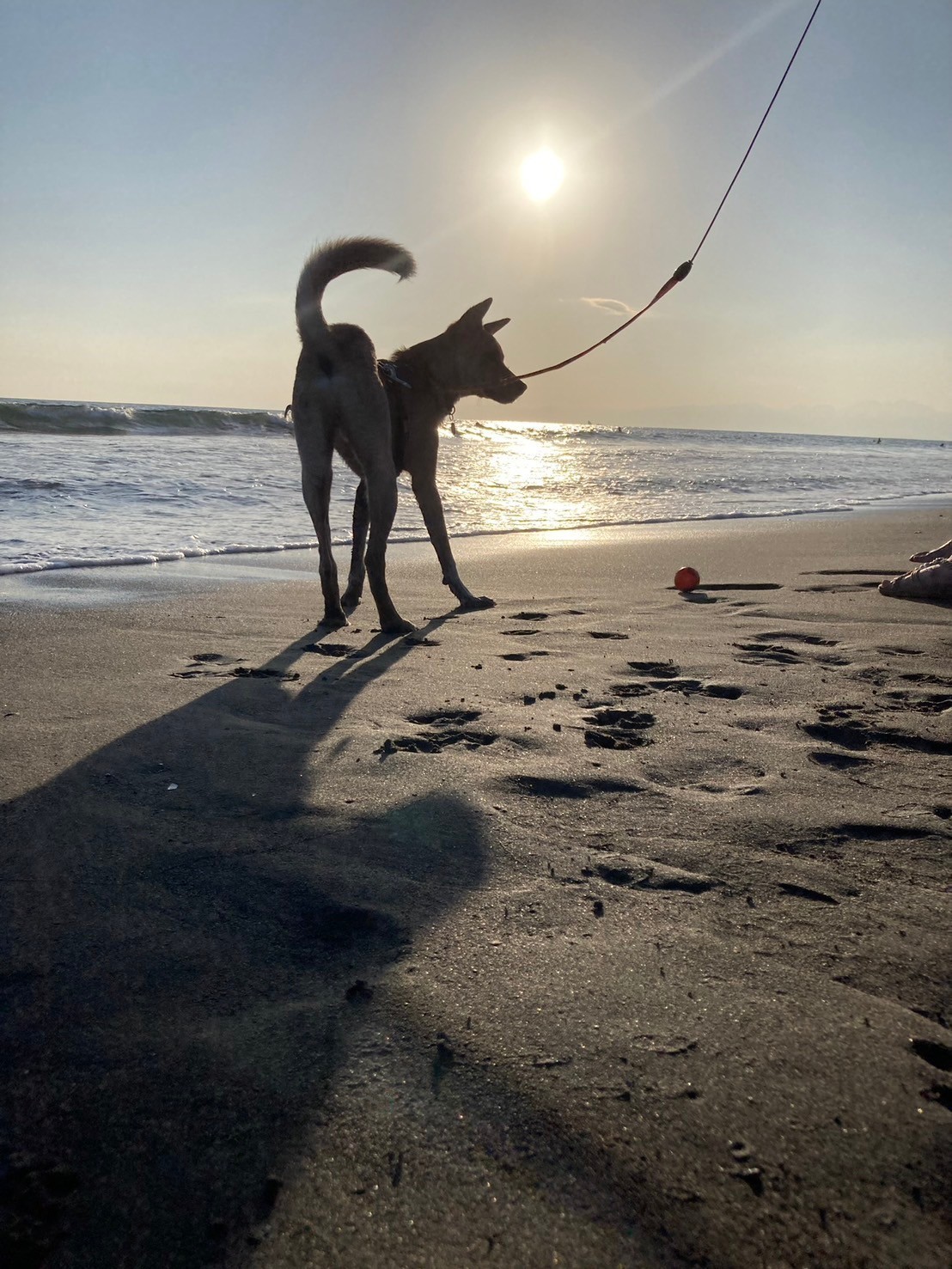 初めての海