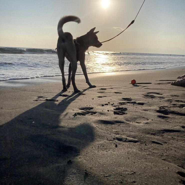 初めての海