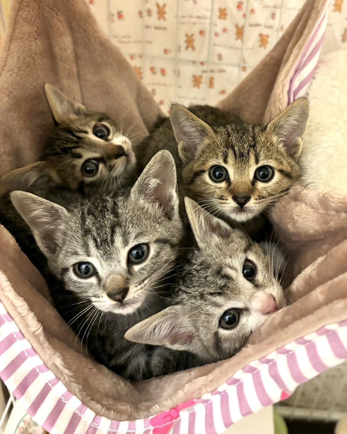 お寺の4兄弟