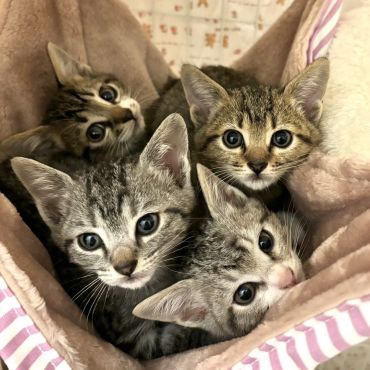 お寺の4兄弟